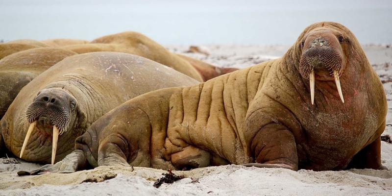 河北德隆盛新型建筑材料如何赋能现代装饰工程与装修施工？